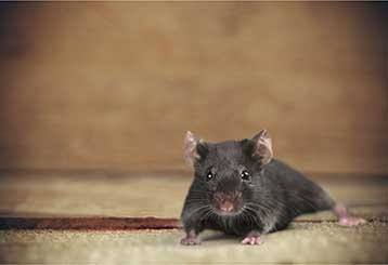 Rodent Proofing | Attic Cleaning Mill Valley, CA
