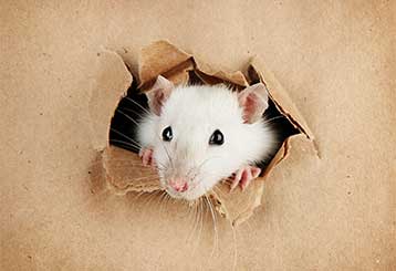 Crawl Space | Attic Cleaning Mill Valley, CA