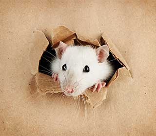 Reasons for Attic Cleaning | Attic Cleaning Mill Valley, CA Reasons for Attic Cleaning | Attic Cleaning Mill Valley, CA