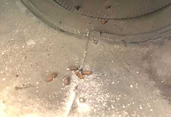 Rodent Control Project | Attic Cleaning Mill Valley, CA