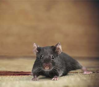 Rodent Proofing Service | Attic Cleaning Mill Valley, CA Rodent Proofing Service | Attic Cleaning Mill Valley, CA